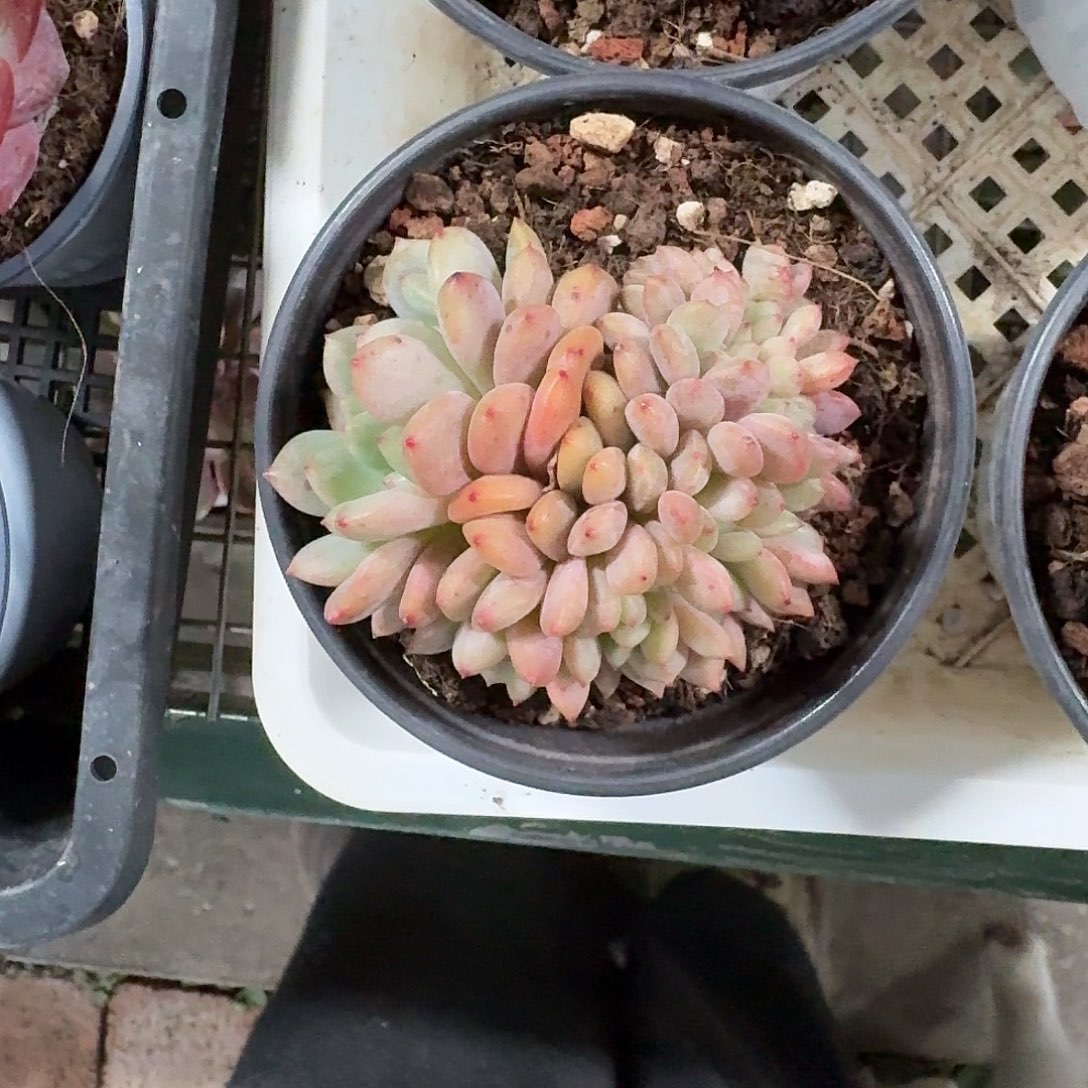 爱丽儿缀化10㎝盆参考