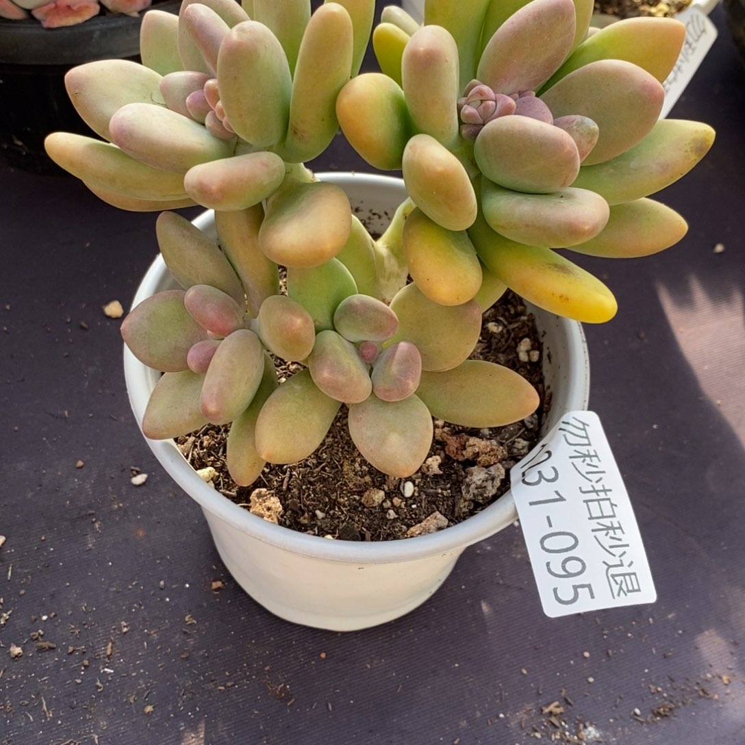 两单包邮1231-95芒果奶