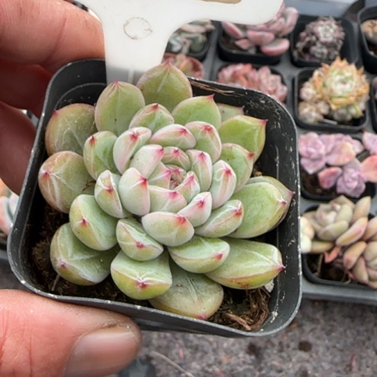 39雪花珍妮多肉植物多