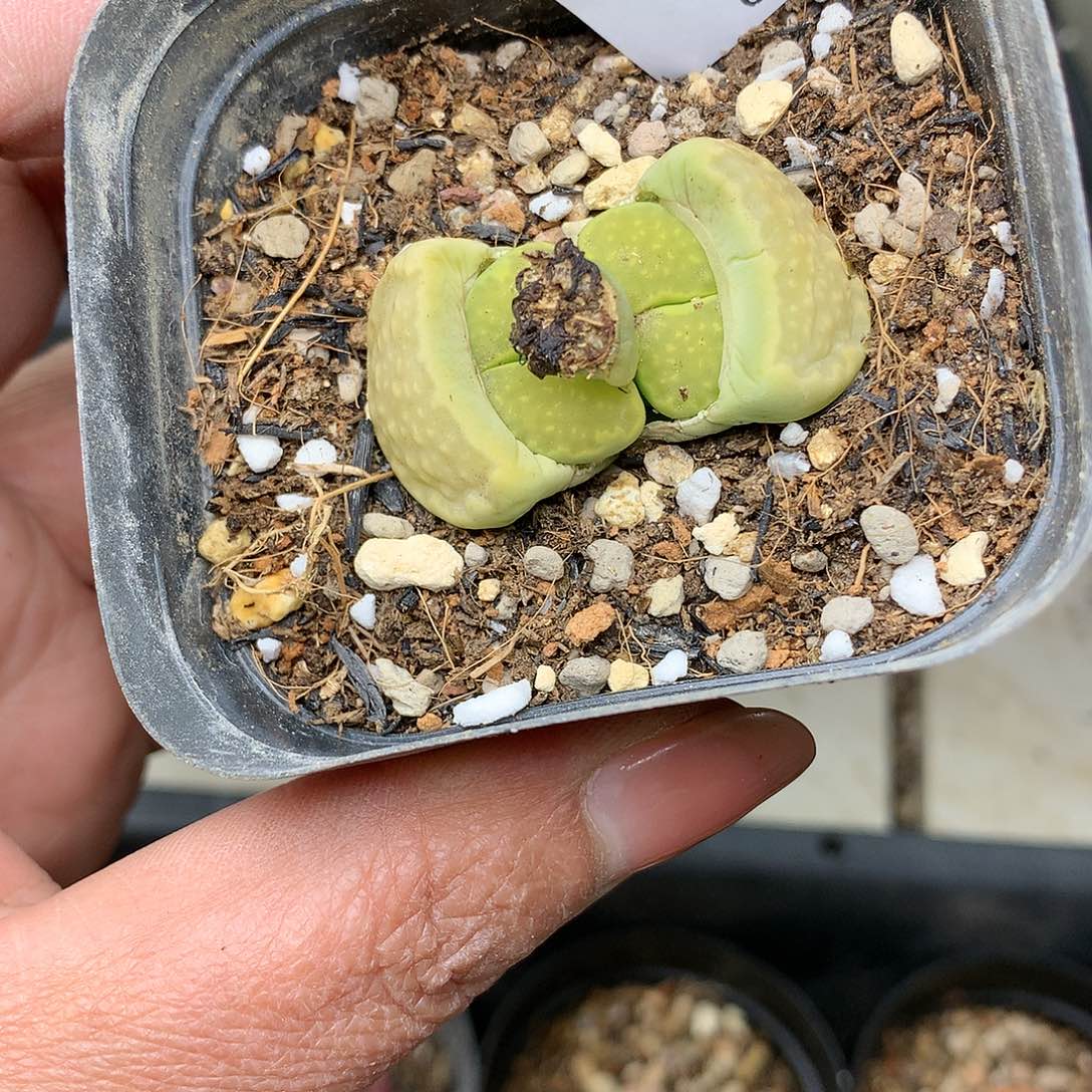 G252多肉植物保护研究所