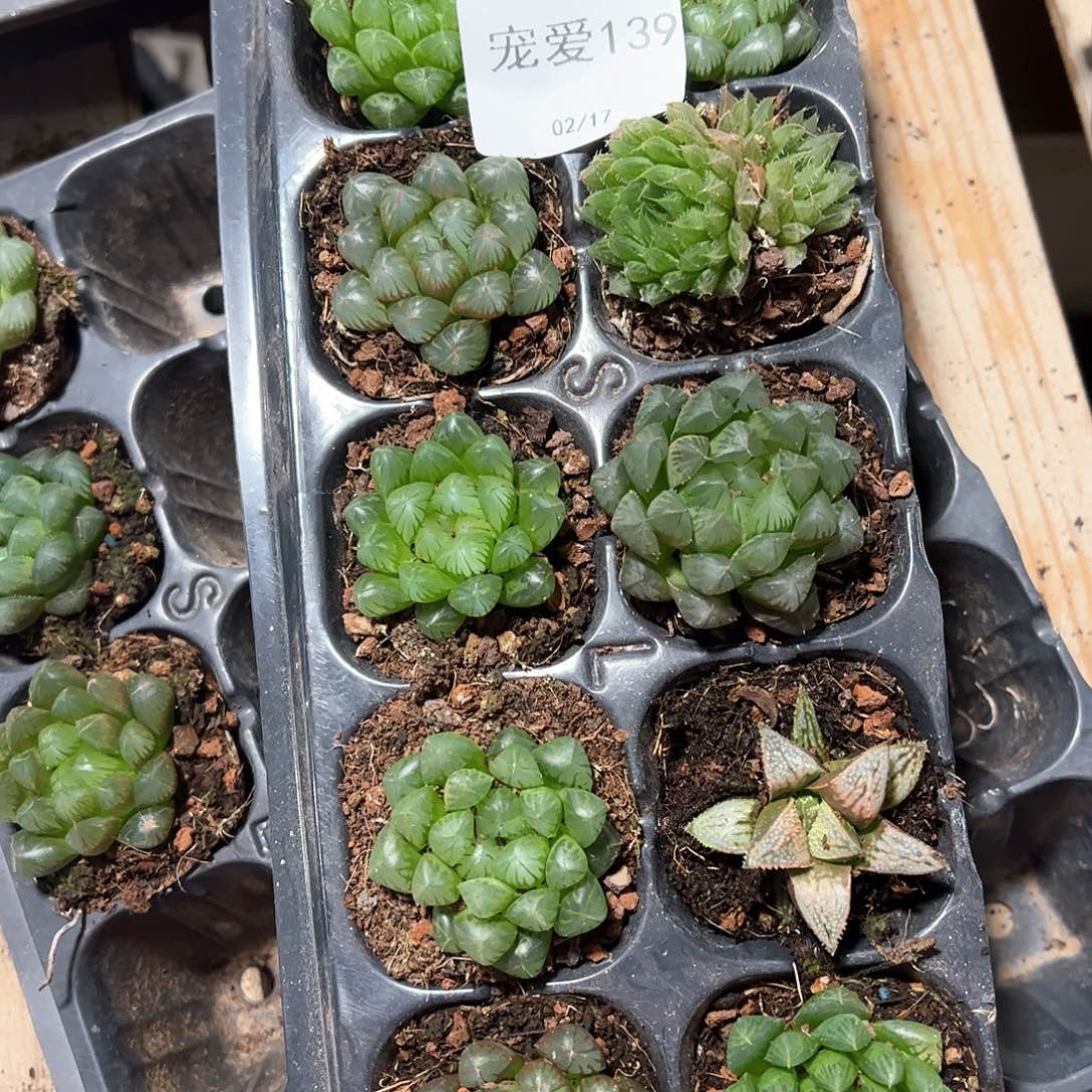 直播福利一物一拍139