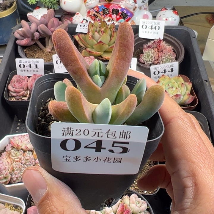 大鲨鱼一物一拍多肉满20包邮明天发货