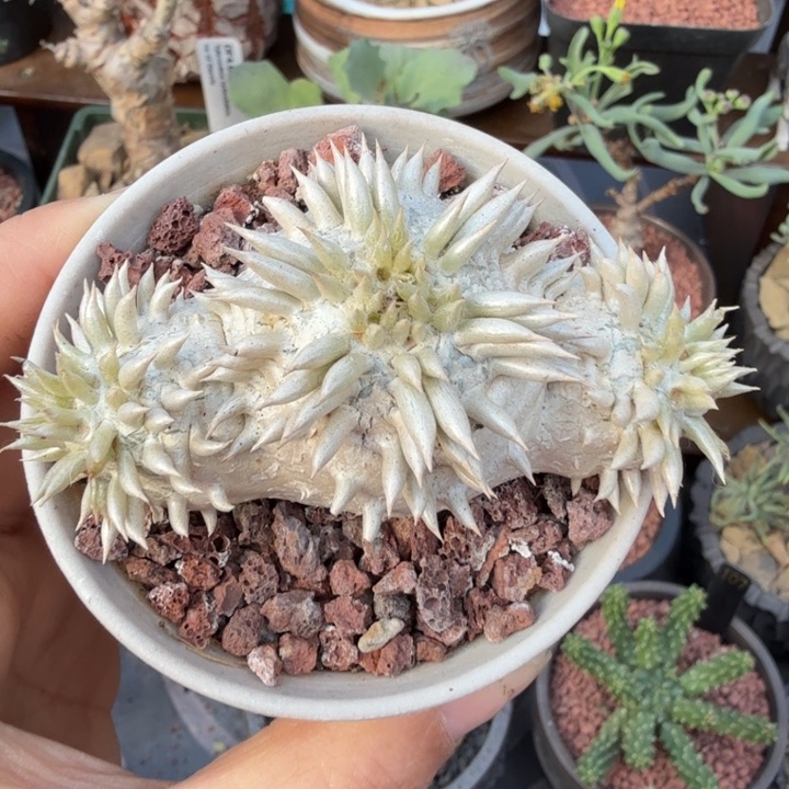 慧比须笑（满28包邮）