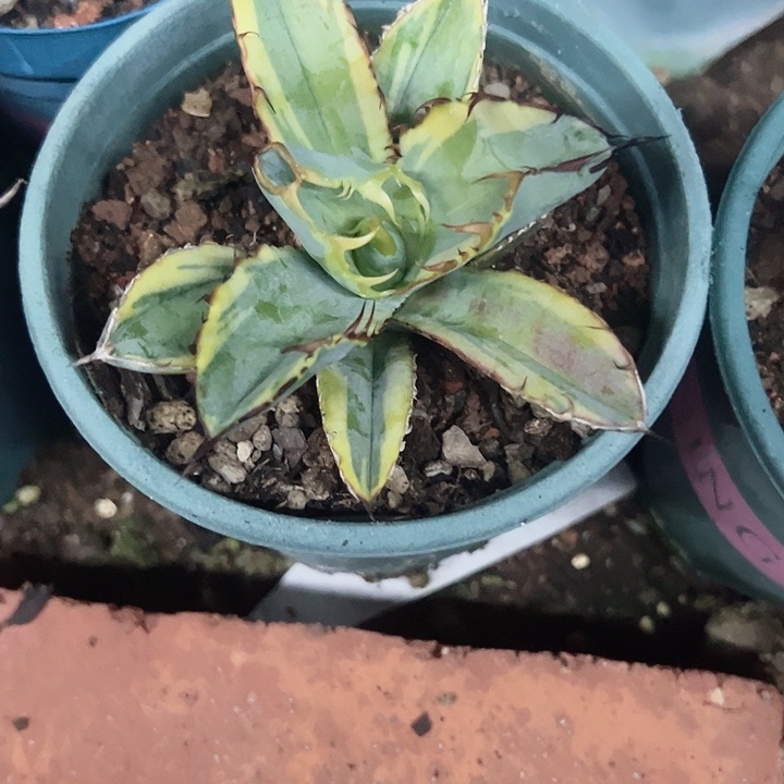 随***王无花朵蓝鲸黄锦生长植物