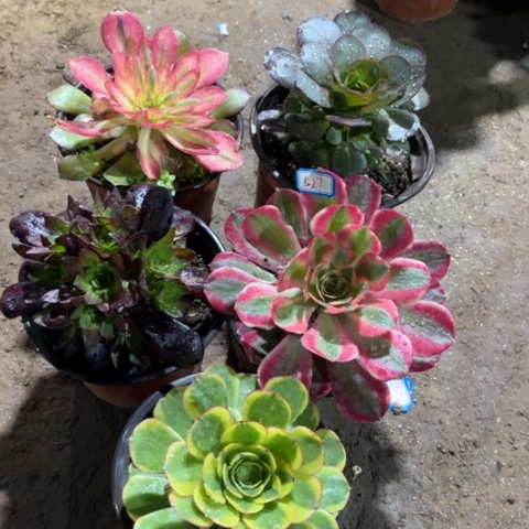 527多肉植物组合