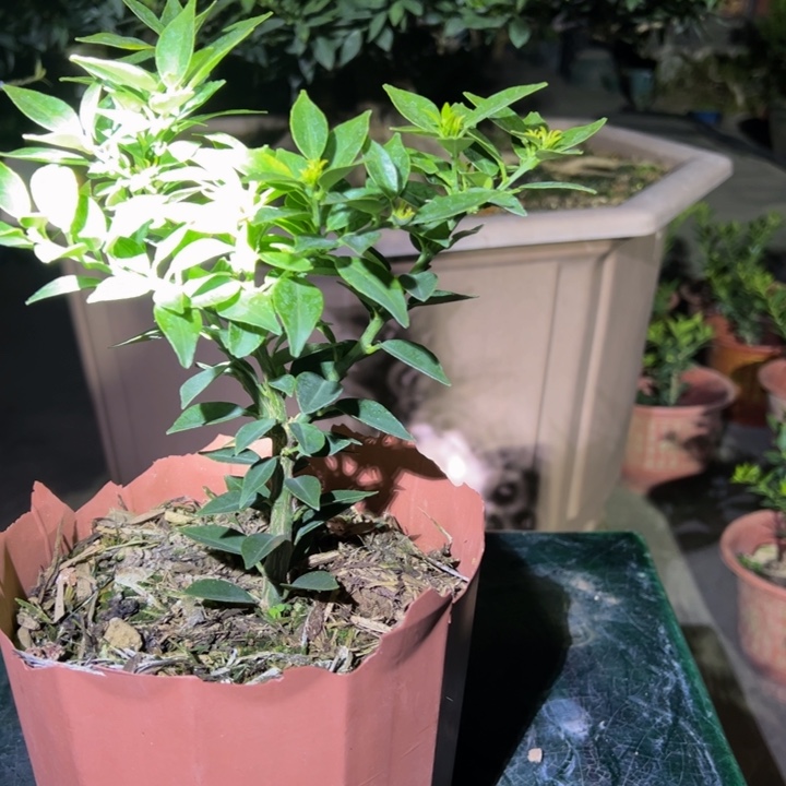 .***空八房柑盆景绿植园艺