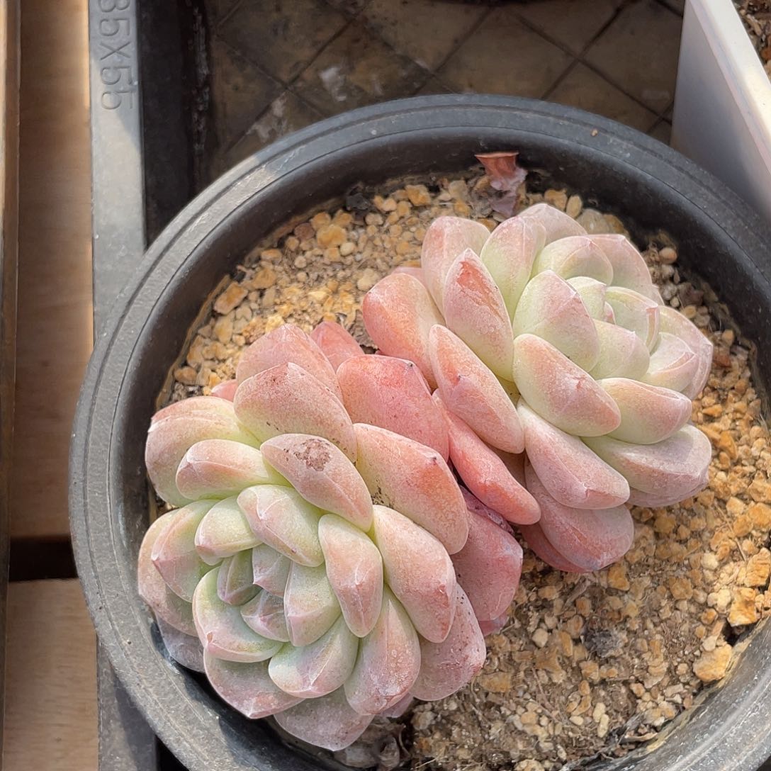 冰玉群生多肉植物一物一拍