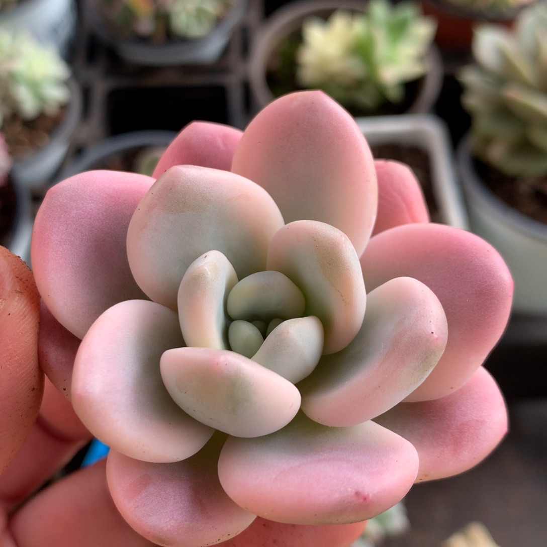 洛神杂j j j j j j j j j j