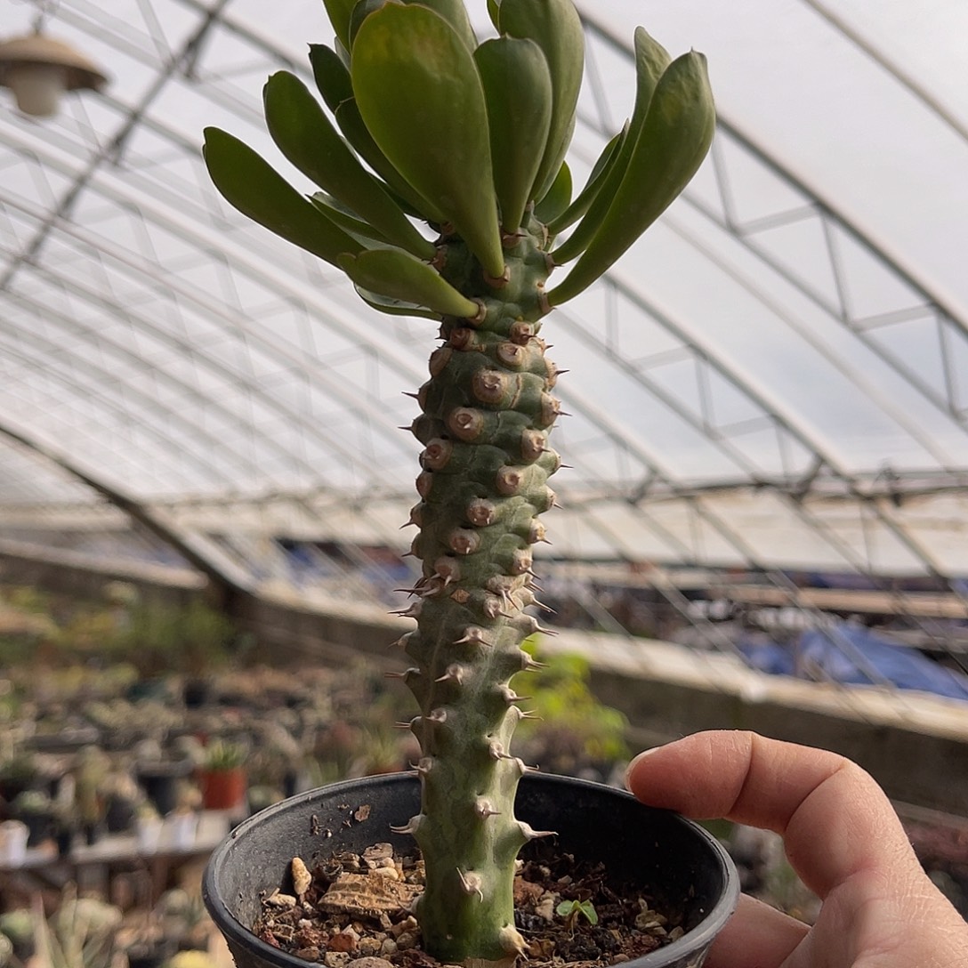 猪鼻大戟一物一拍