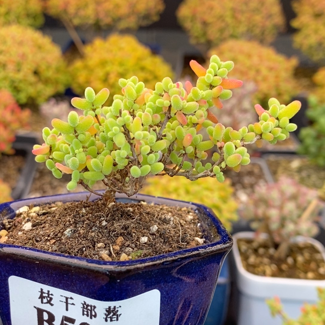 501造型桩蜜橘糖球 。          