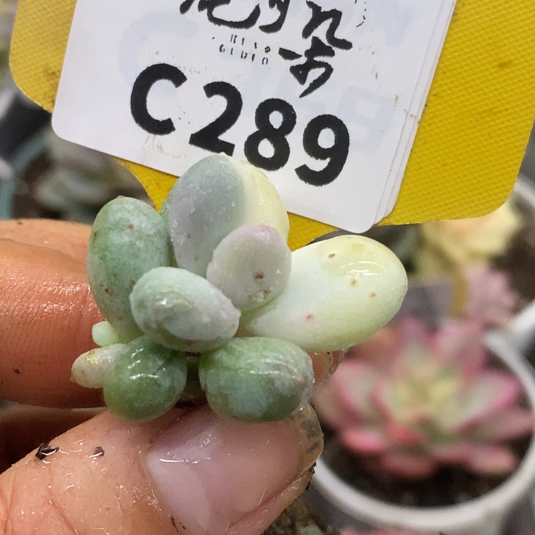 289奶酪哈哈哈哈哈