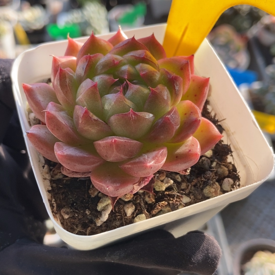 899珍妮多肉植物多肉