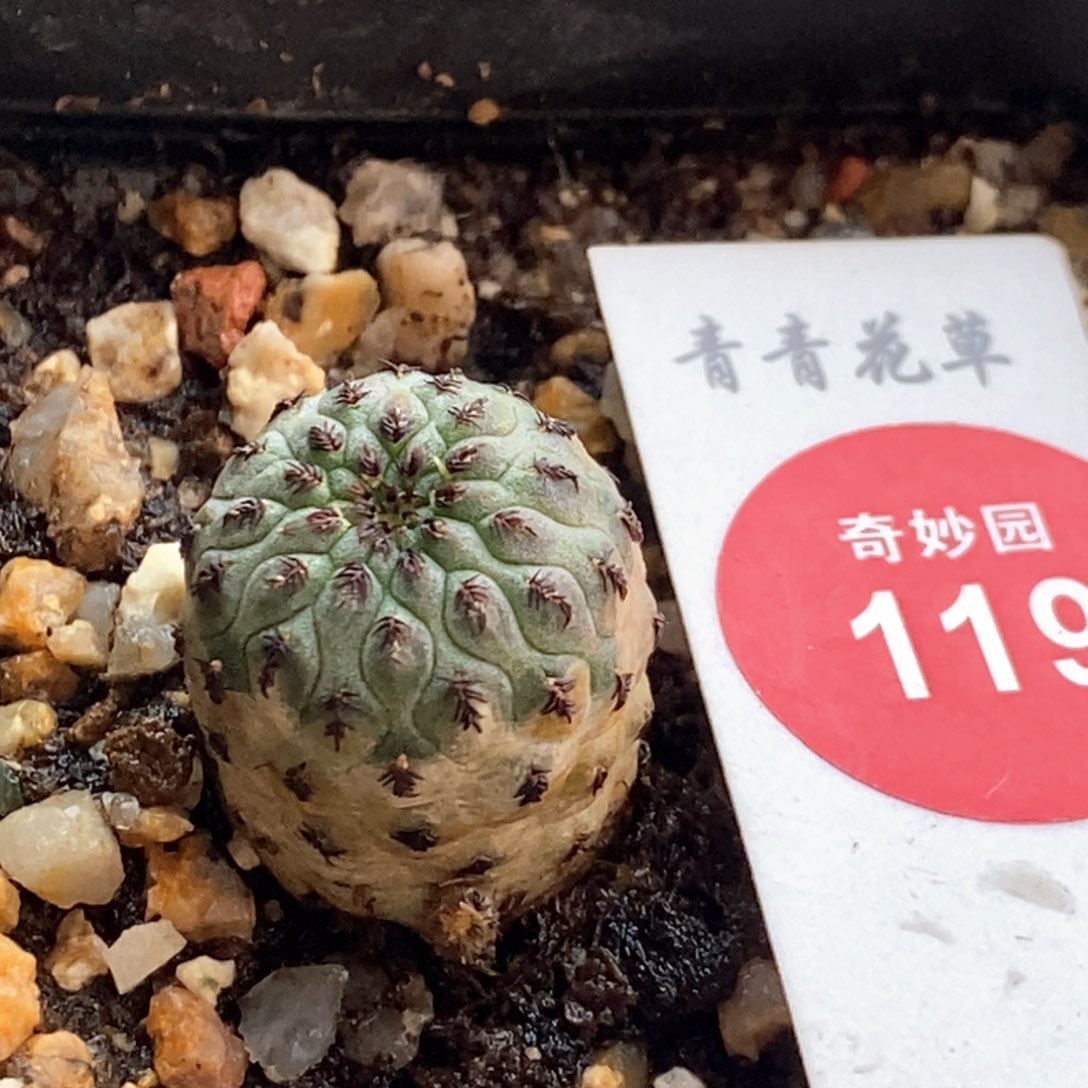绿丽丸一颗仙人球