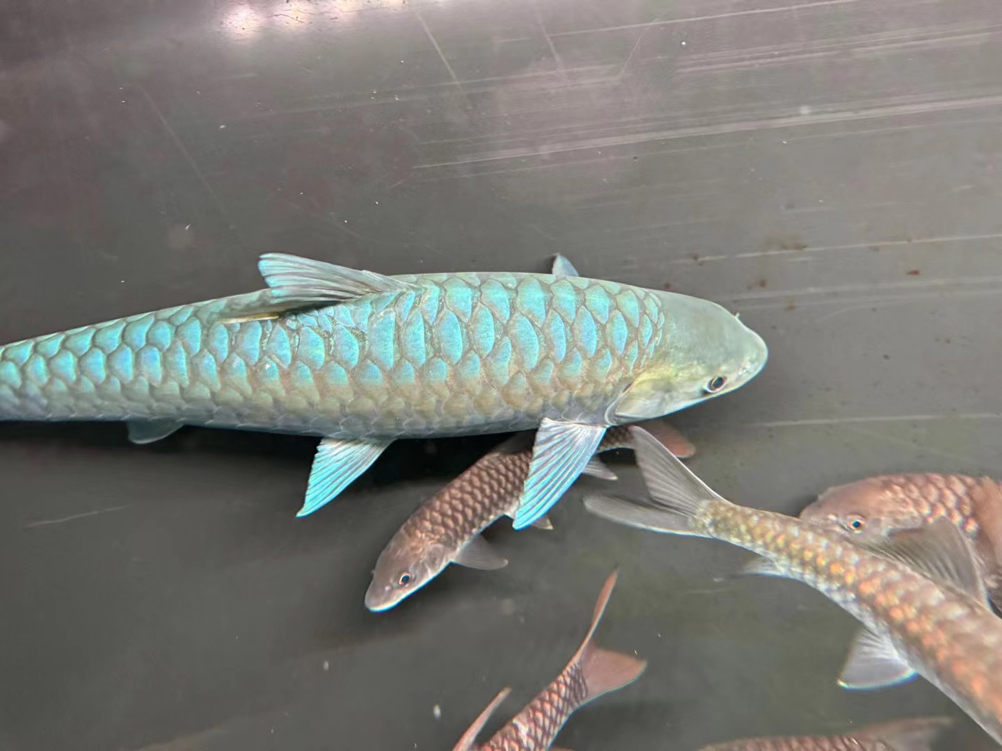 保山蓝吉罗 淡水观赏鱼 蓝系吉罗