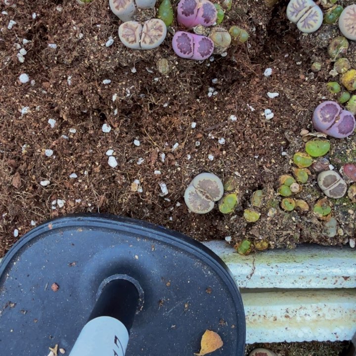 海**枝多肉植物的生长发育106