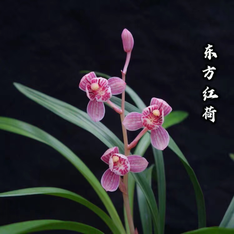 【东方红荷】 建兰荷瓣浓香型兰花苗裸根发货