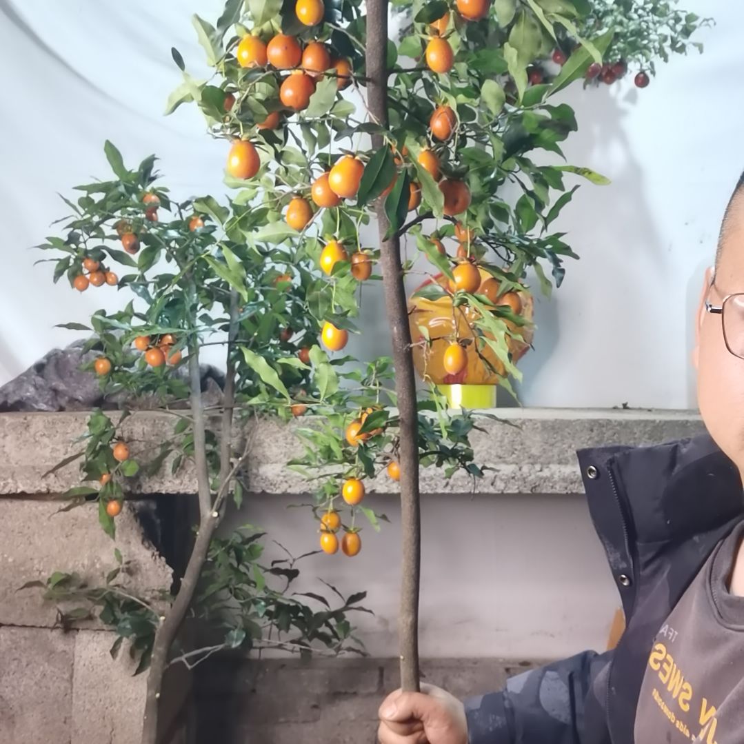 金弹子四季常青不落叶开花结果