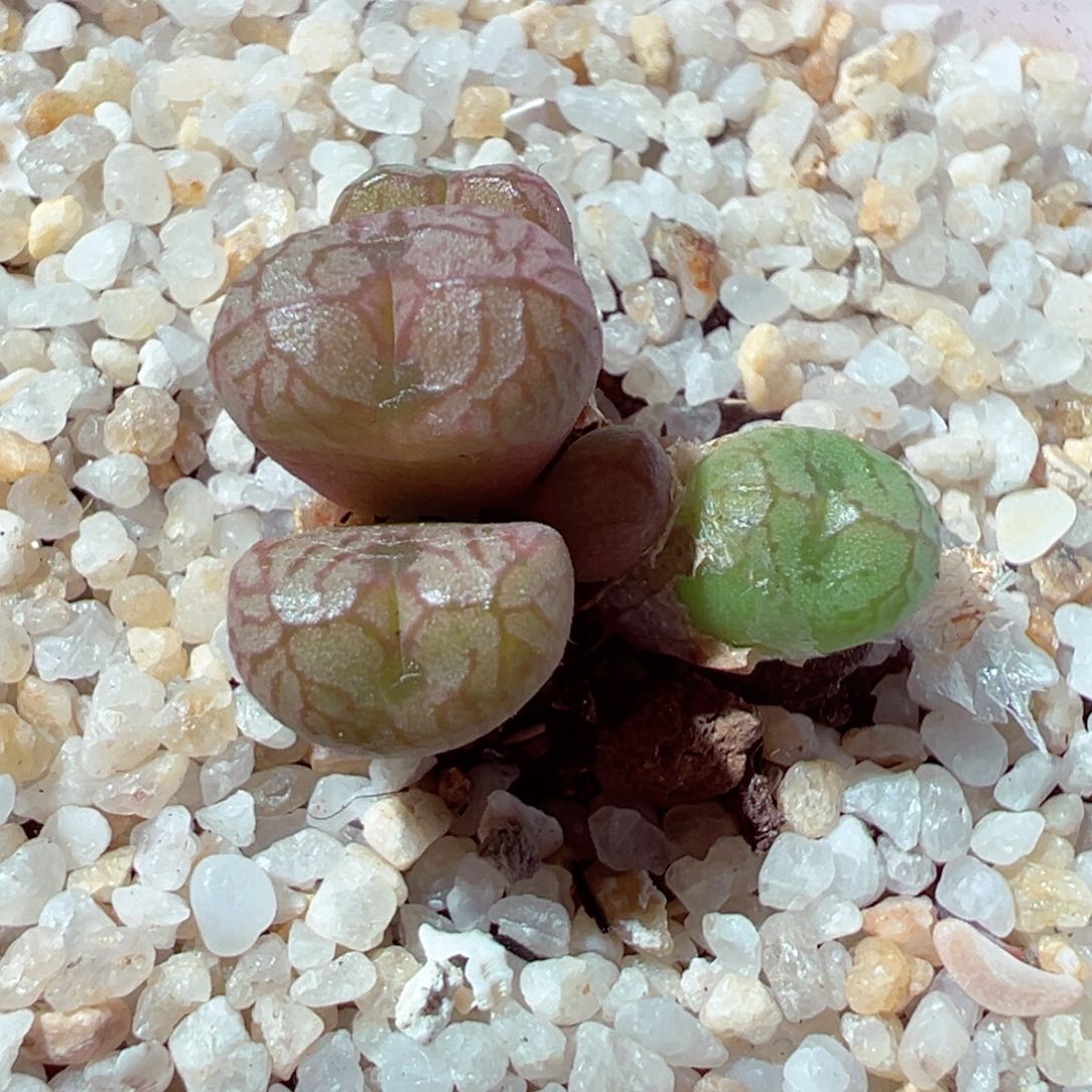 414-264多肉送奶工