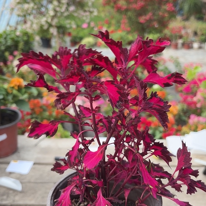 紫琉璃新疆包邮一单