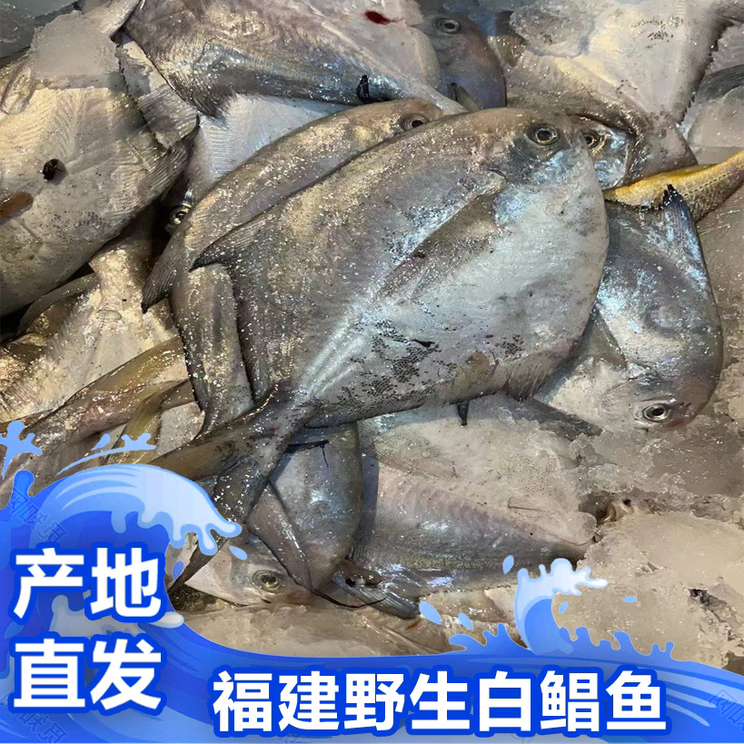 福建啊三海鲜【野生白鲳鱼】新鲜寄顺丰