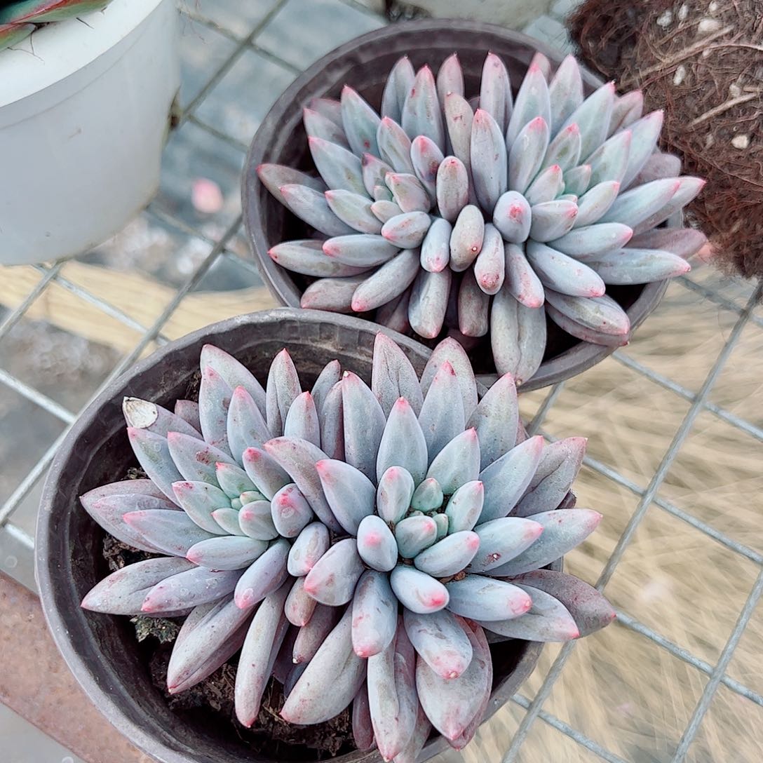 红蜻蜓双头起发精品