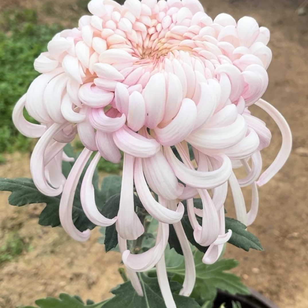 (不知名)九月菊原盆原土发货适合阳台庭院种植好养易活菊花