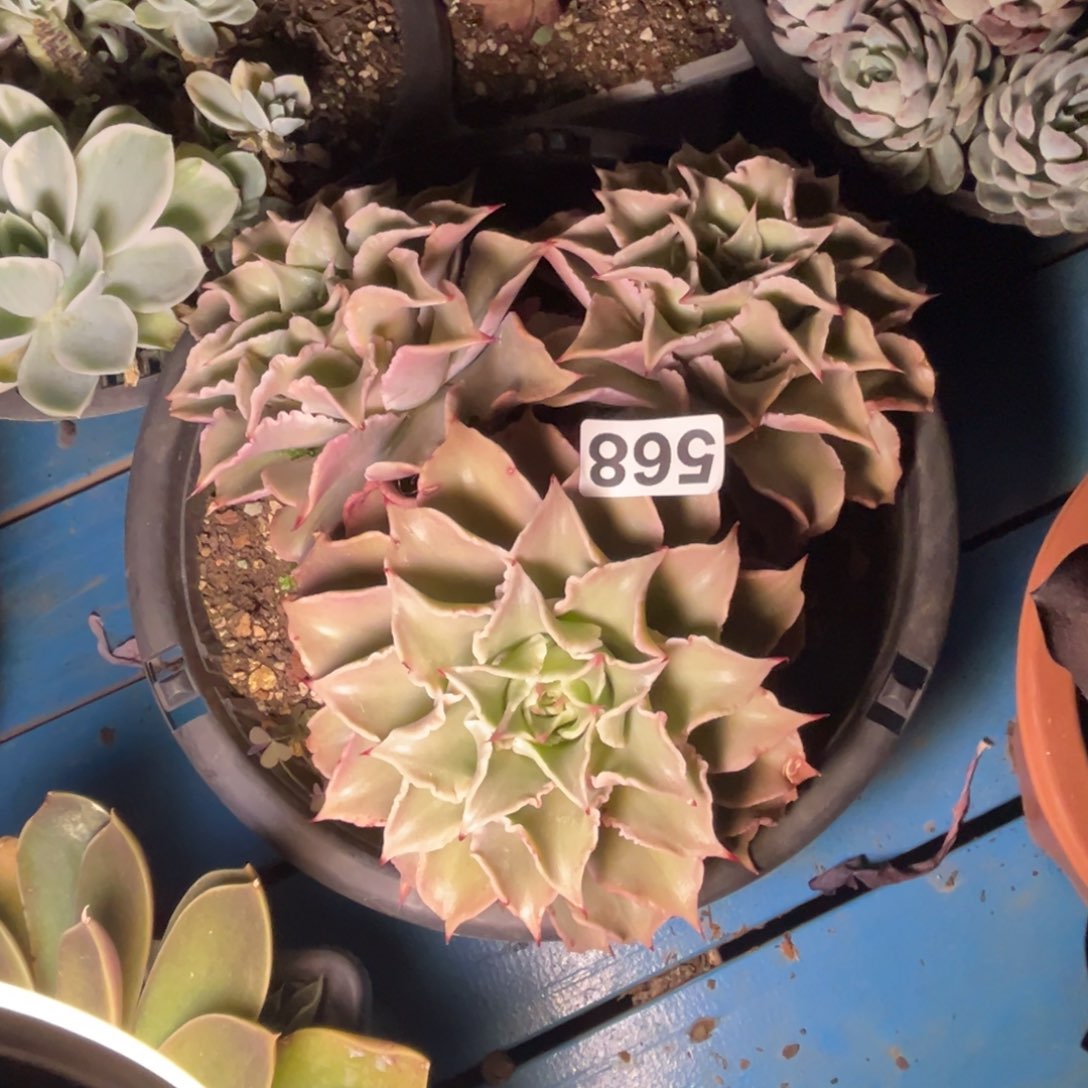 饺子皮多肉植物568