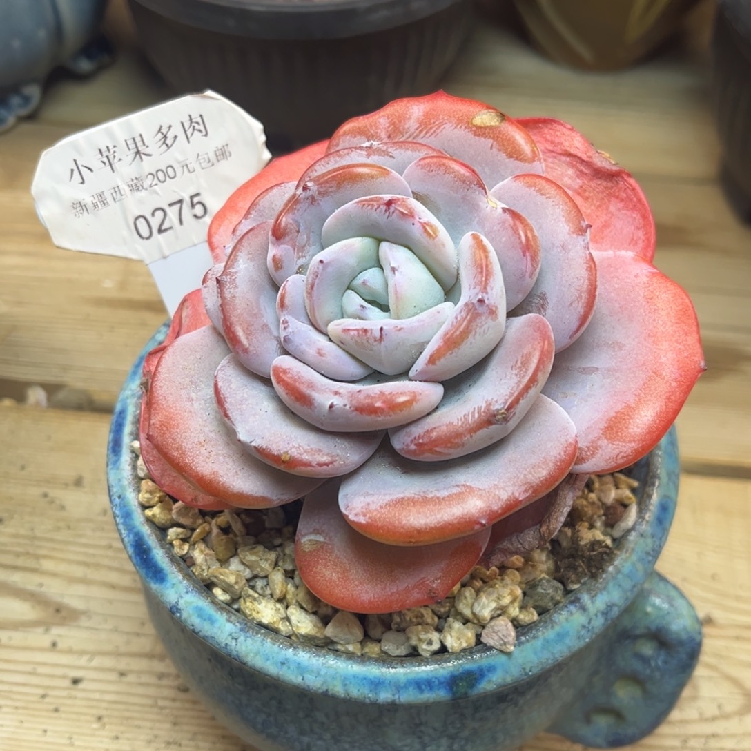 年****奶茶275/10cm多肉多肉