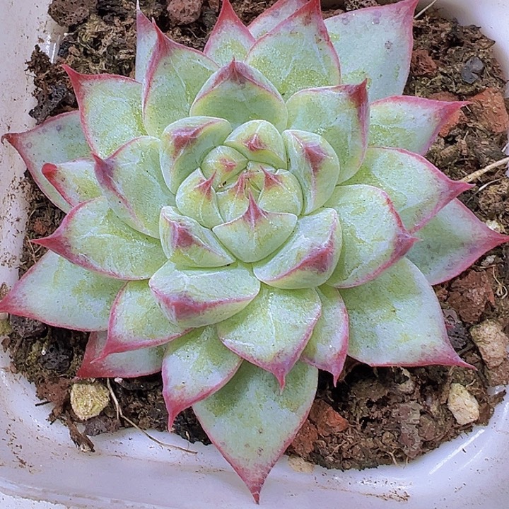 梦瑶19包邮多肉植物