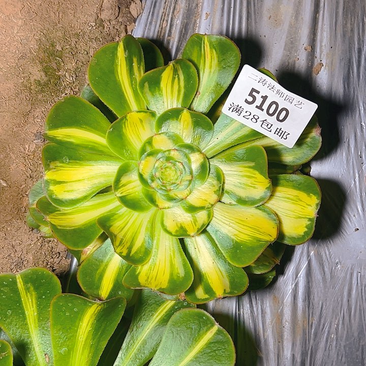 5100暴君多肉植物