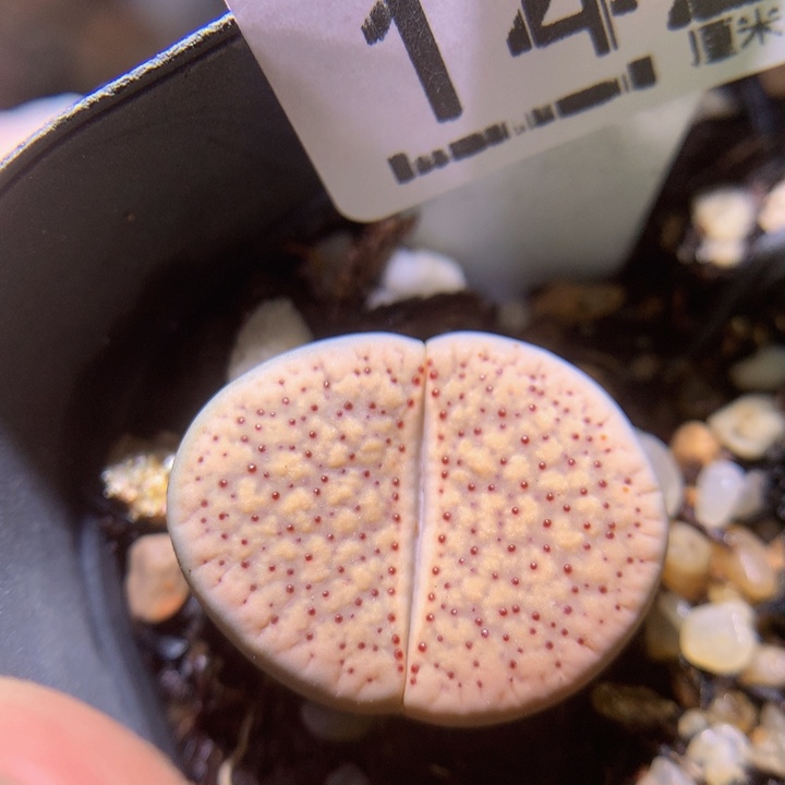 zzz精品生石花1422