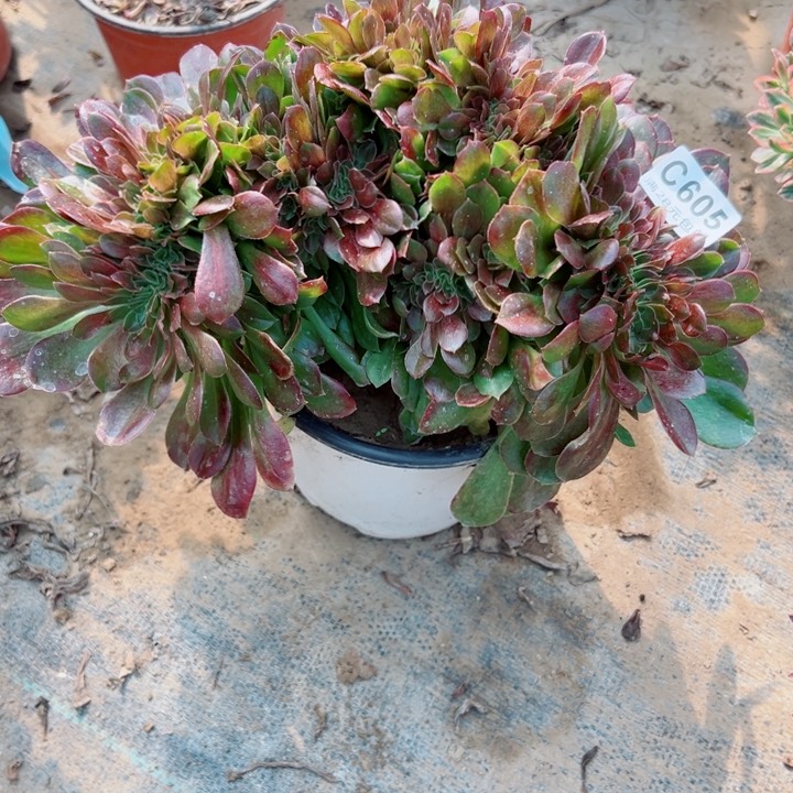 605完胜节多肉缀