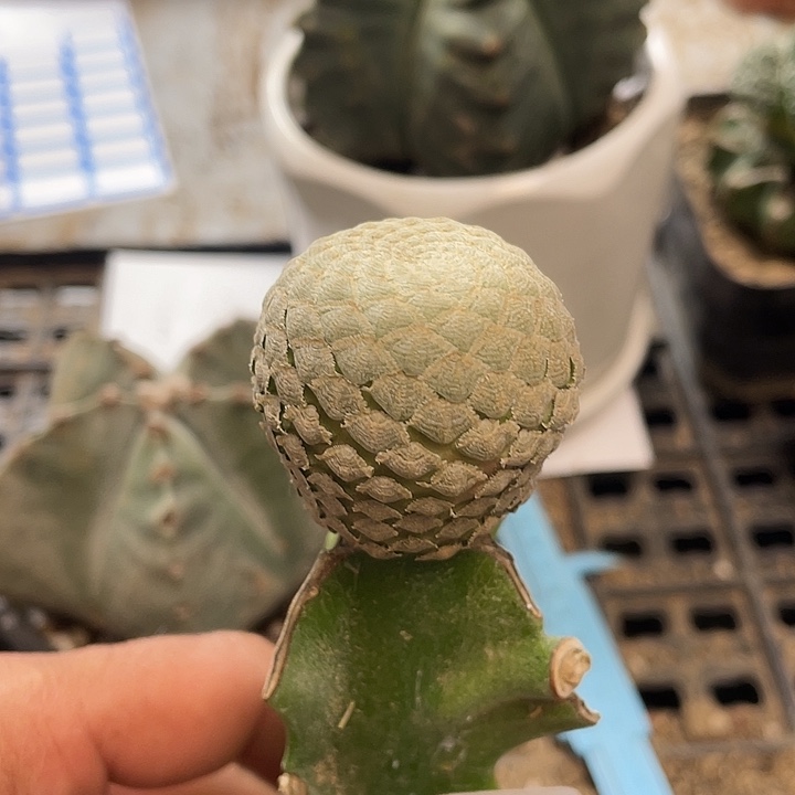 仙人球163号鱼鳞大吉