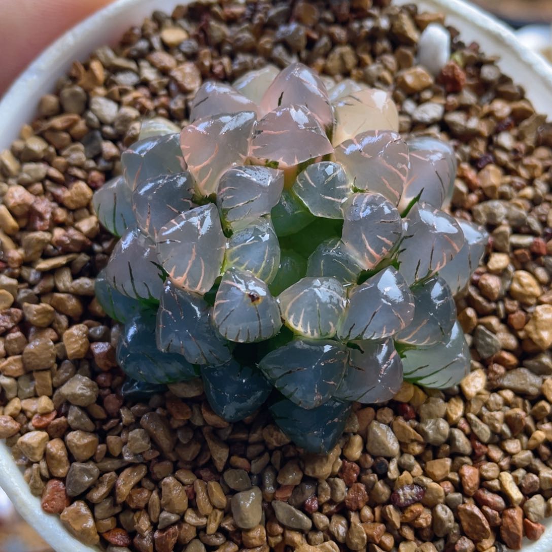 5.十二卷多肉ob1冰灯玉露锦。   