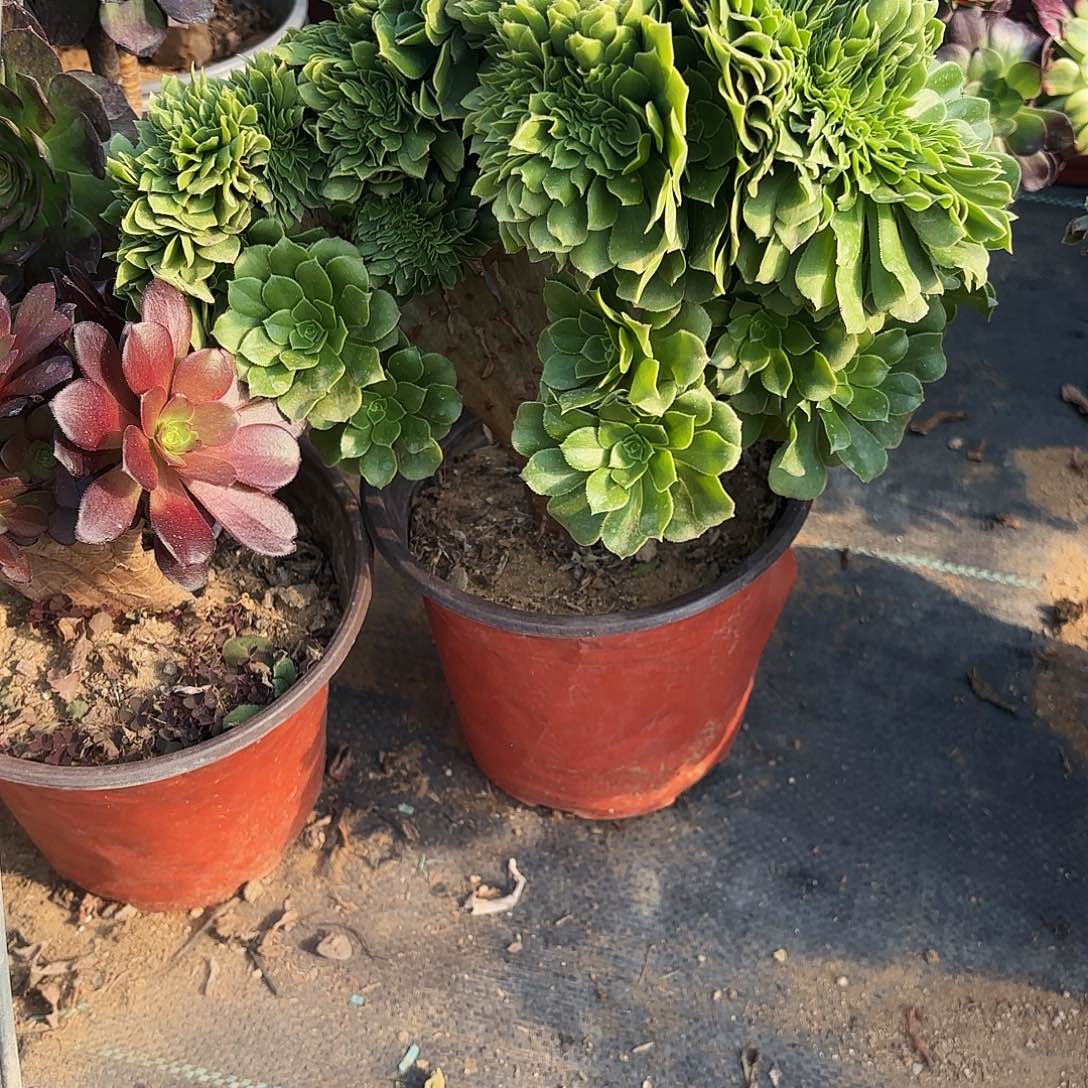 笑**开930绿杨蓉缀多肉植物