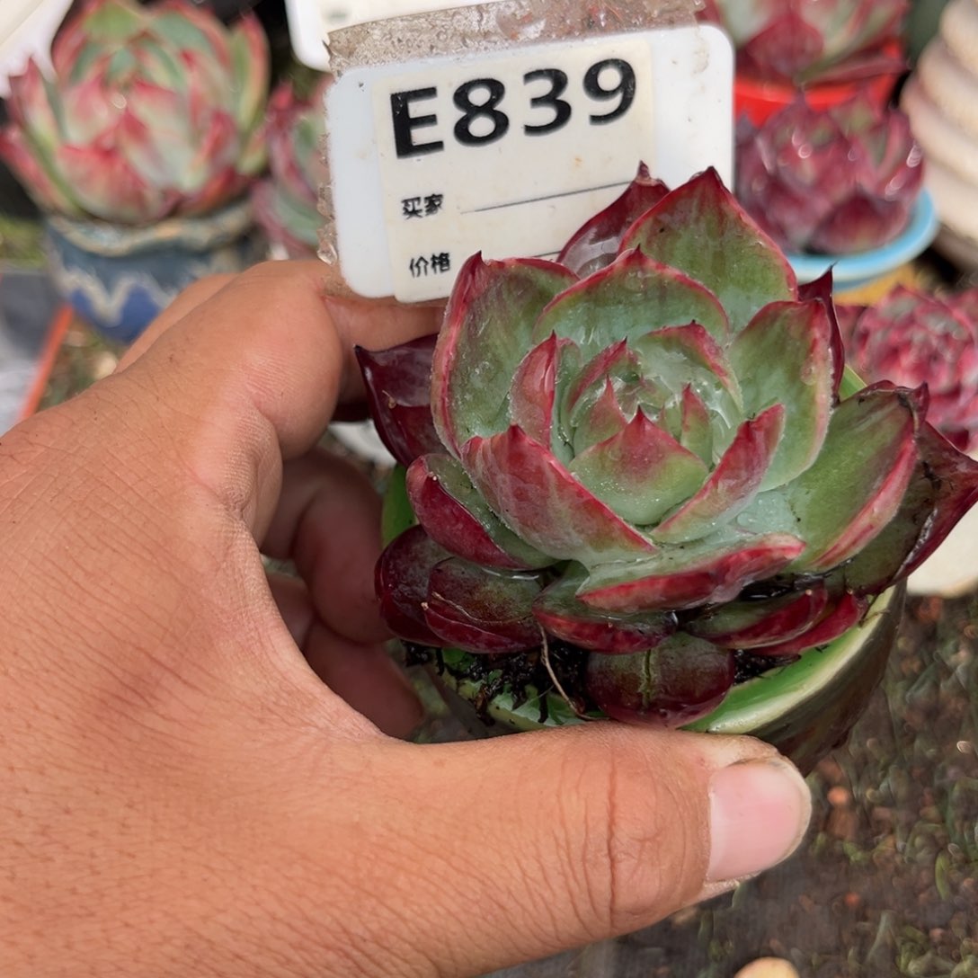 惊鸿一瞥839号多肉