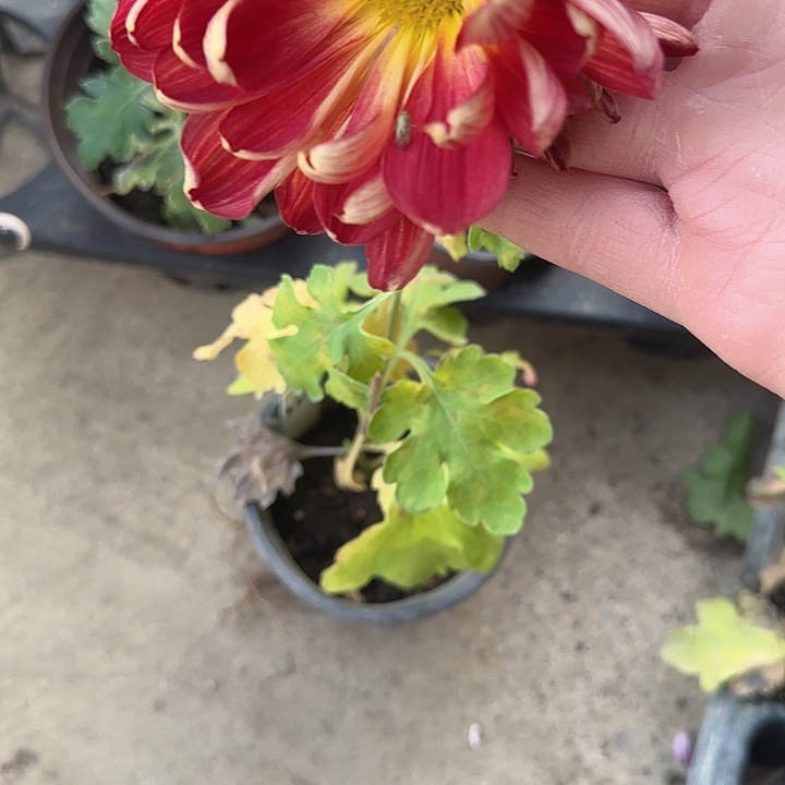 完全开放3x324大苗