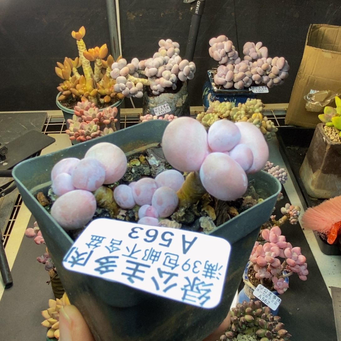 563橙奶多肉肉5cm