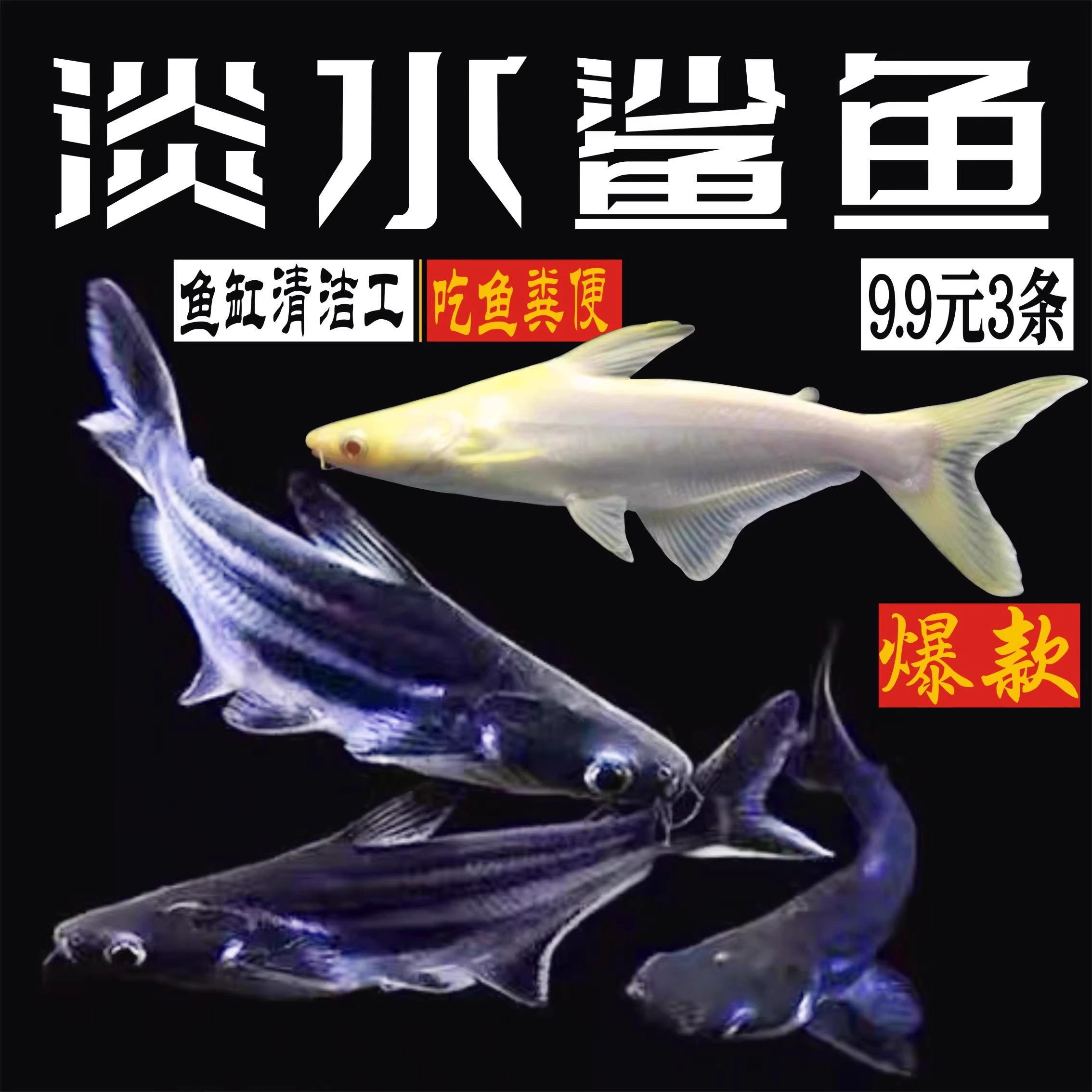 小蓝鲨观赏鱼清道夫热带鱼群游鱼虎鲨大型鱼龙鱼配鱼淡水龙鱼配鱼