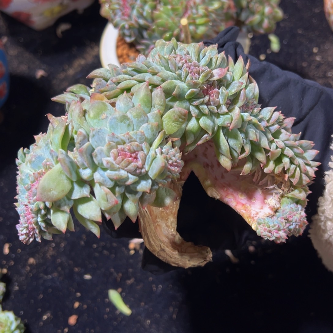 水蜜桃冰魄缀微瑕