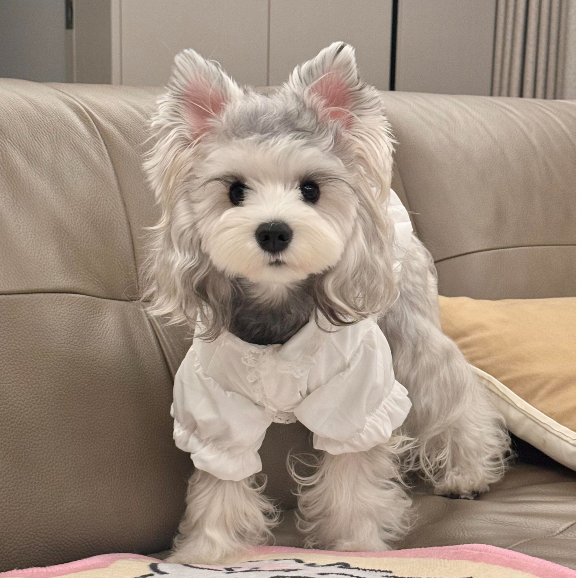 【瑞达犬舍】纯种黑银雪纳瑞幼犬椒盐小体活体宠物狗狗飞耳米奇耳