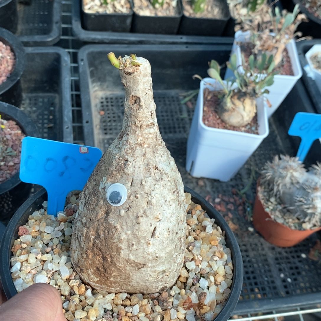 绿松石西番莲多肉植物