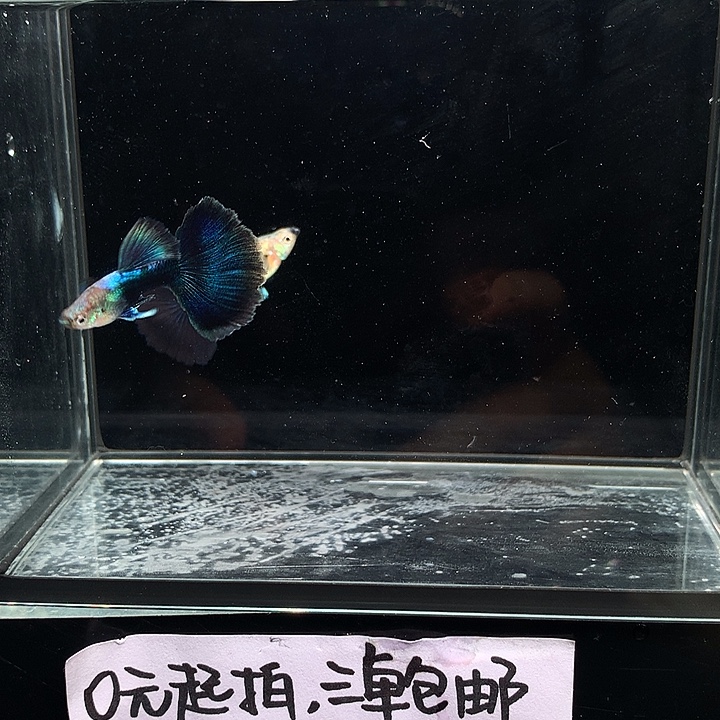 孔雀鱼兰礼服大尾一对