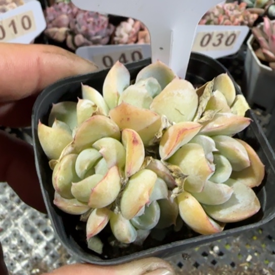 16胖虎一物一拍多肉