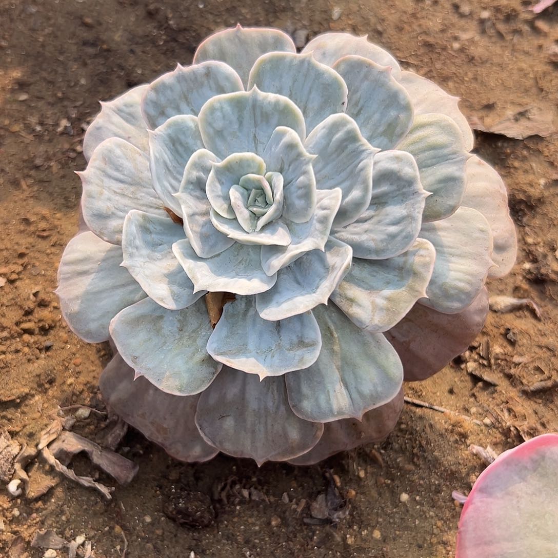 多肉植物漫威石化