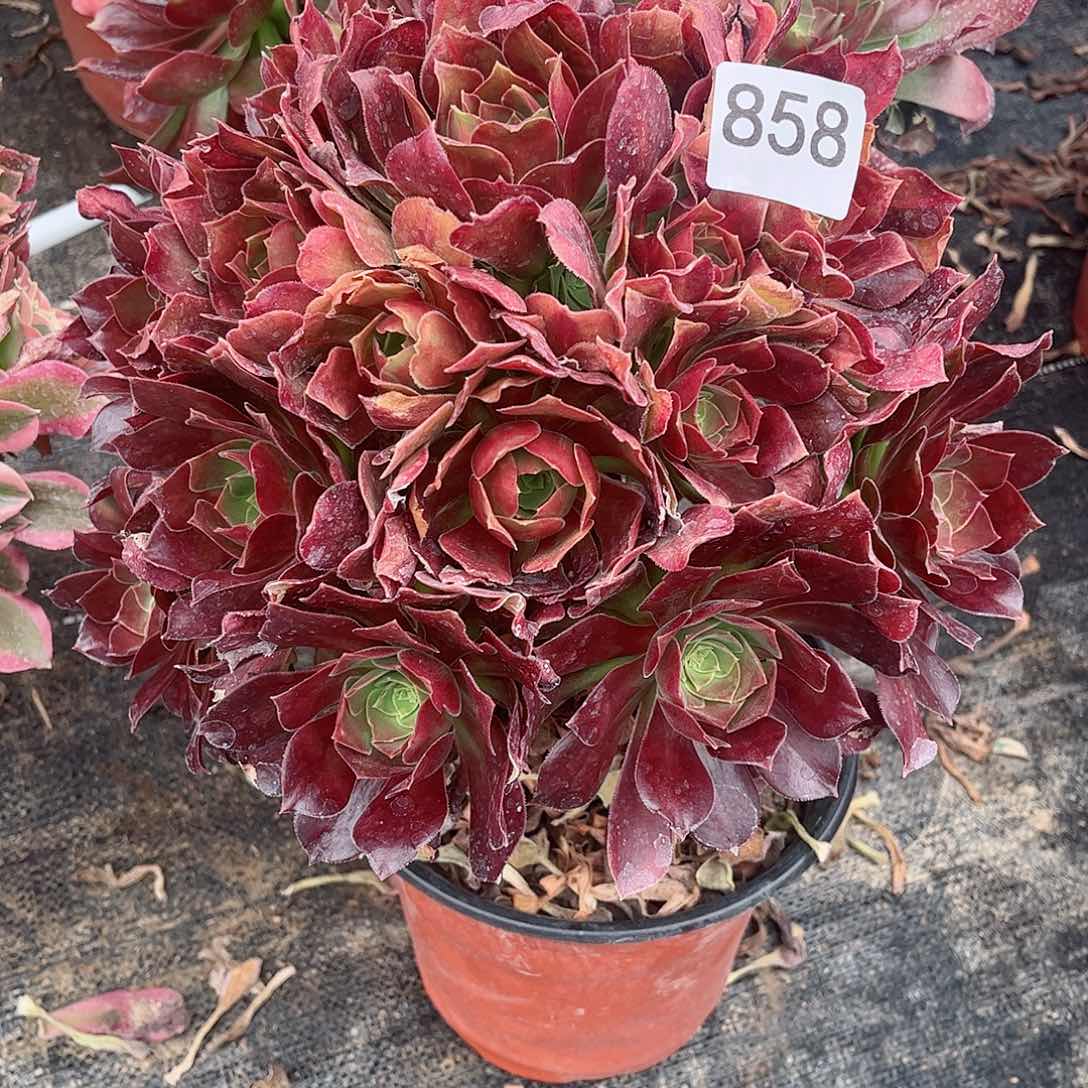 多肉植物858多肉