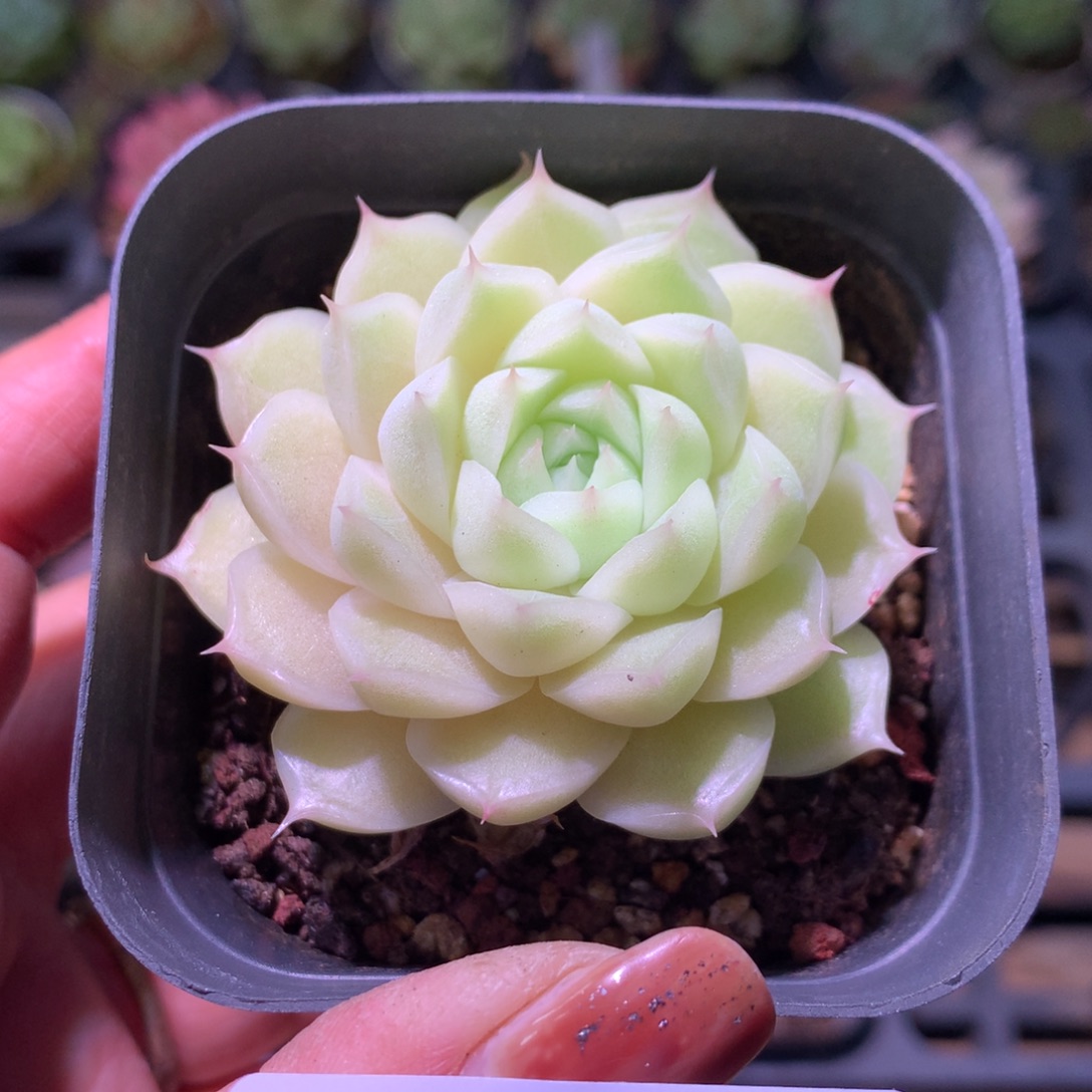 乐然30-114 麦秆单头