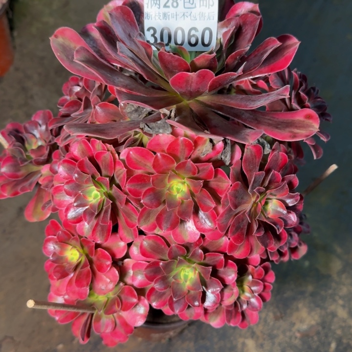 30060南美杜莎多肉植物