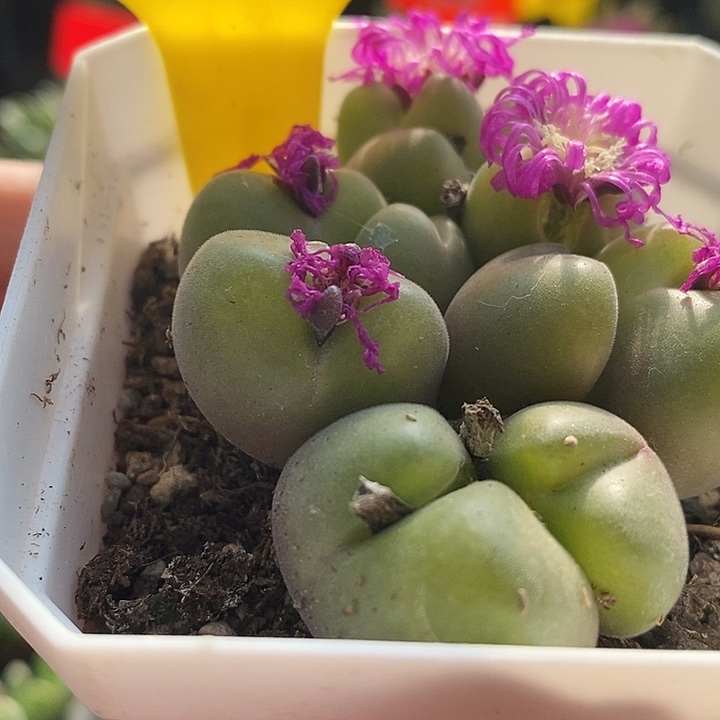 在线函数在应用过程7019