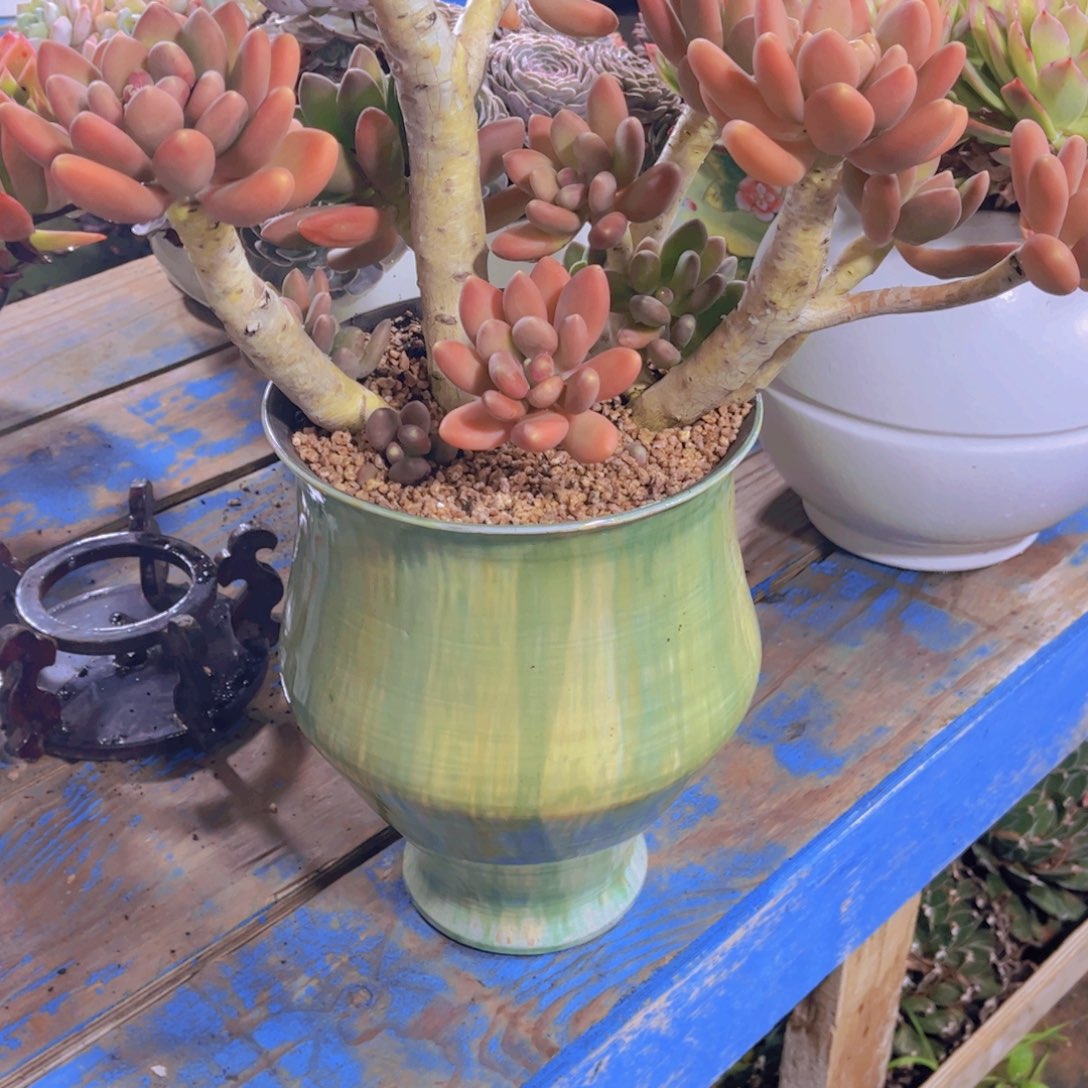 小***豆多肉植物保护研究所所长一